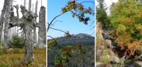 102 waldgeist - lusen vom stoafleck - reschtriftbach